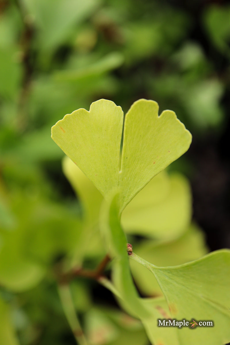 Ginkgo biloba 'Gold Sprite' Male Ginkgo Tree