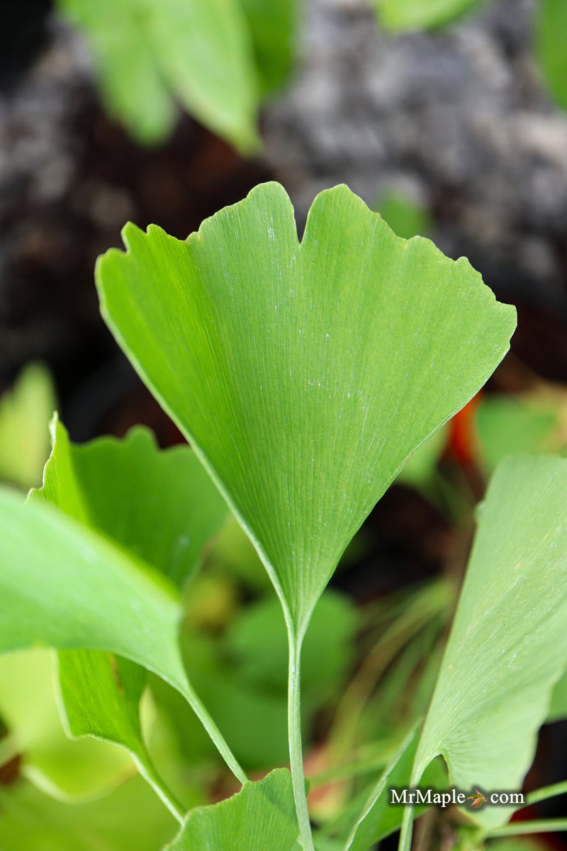 Ginkgo biloba 'Gold Sprite' Male Ginkgo Tree