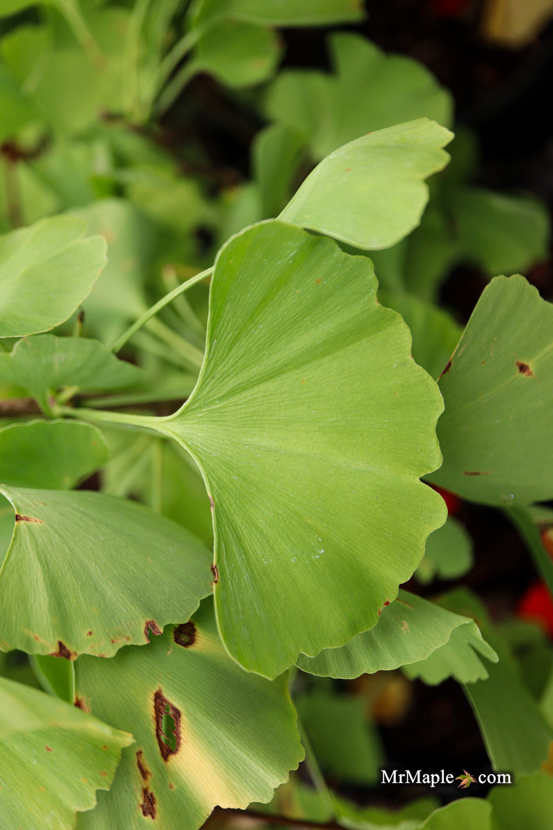 Ginkgo biloba 'Gold Sprite' Male Ginkgo Tree