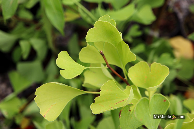 Ginkgo biloba 'Gold Sprite' Male Ginkgo Tree