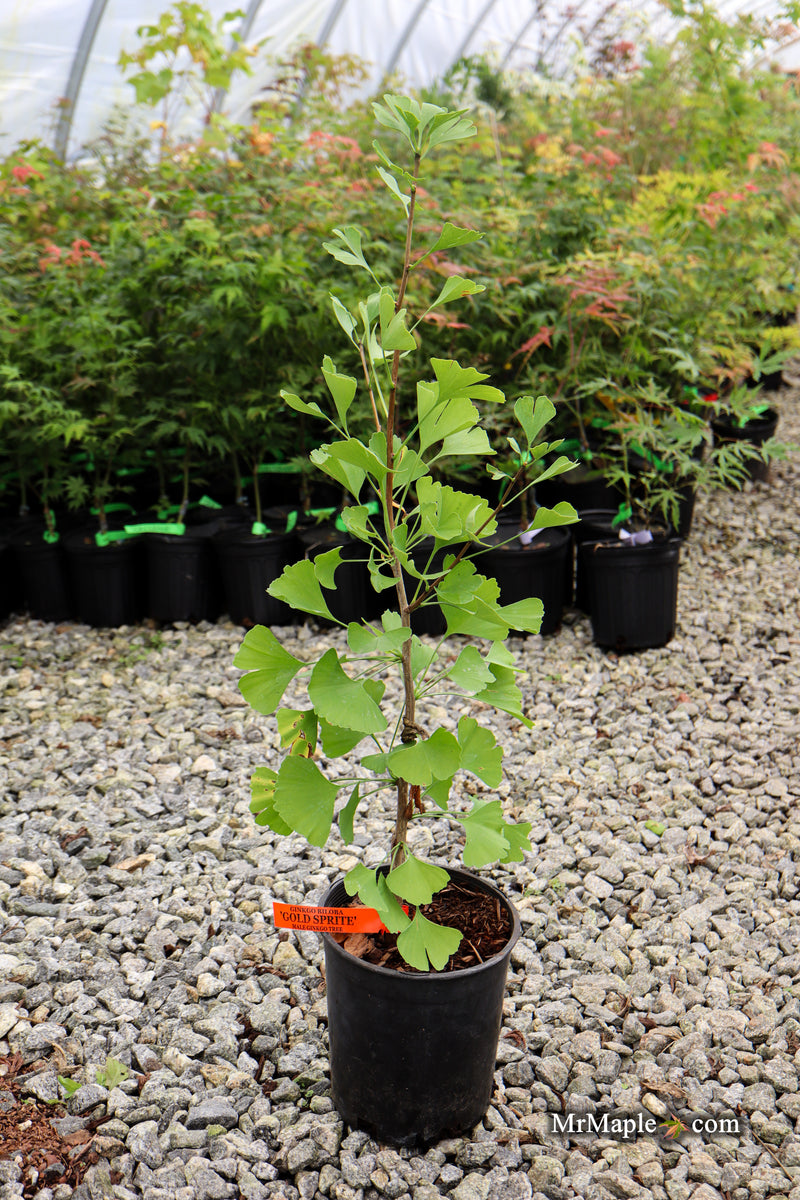 Ginkgo biloba 'Gold Sprite' Male Ginkgo Tree