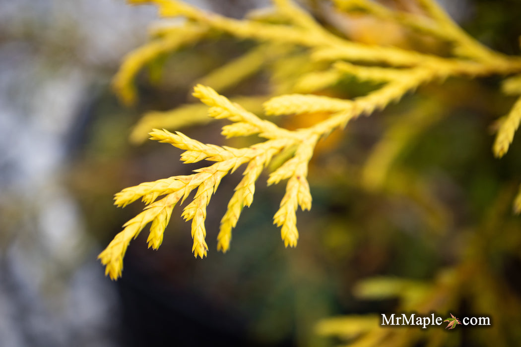 Chamaecyparis pisifera 'Gold Thread' Yellow Cypress