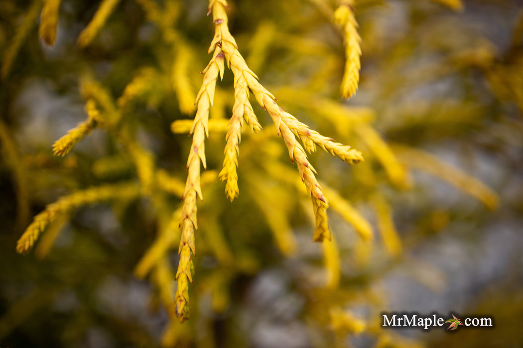 Chamaecyparis pisifera 'Gold Thread' Yellow Cypress