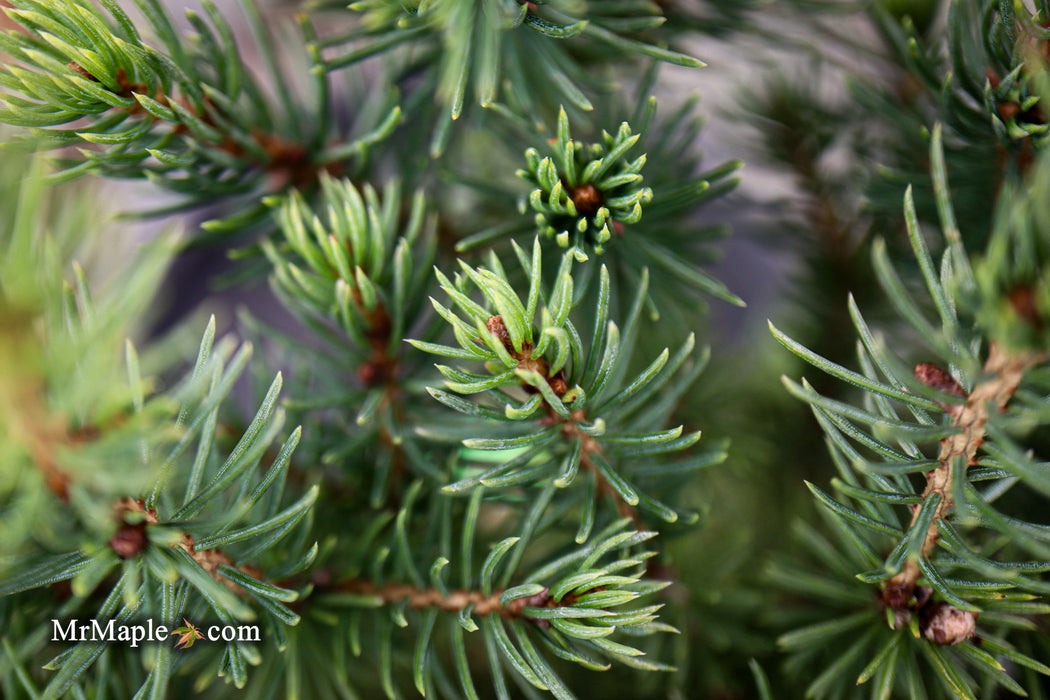 Picea glauca 'Gold Tip' Dwarf Alberta Spruce