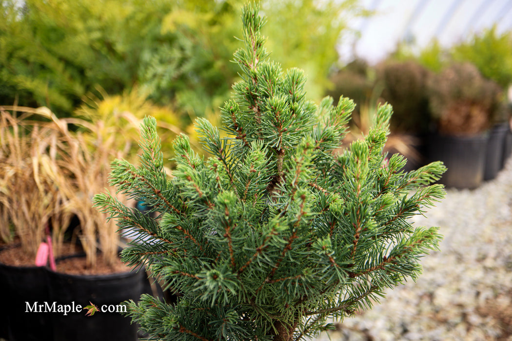 Picea glauca 'Gold Tip' Dwarf Alberta Spruce