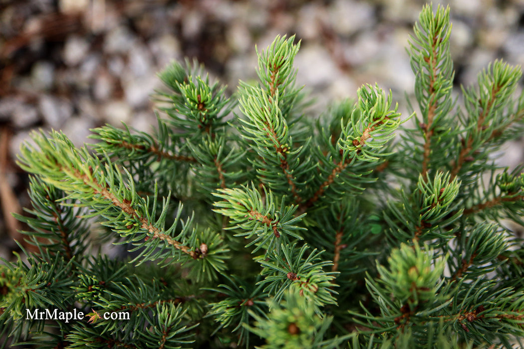 Picea glauca 'Gold Tip' Dwarf Alberta Spruce