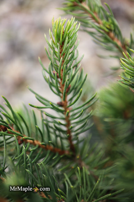 Picea glauca 'Gold Tip' Dwarf Alberta Spruce