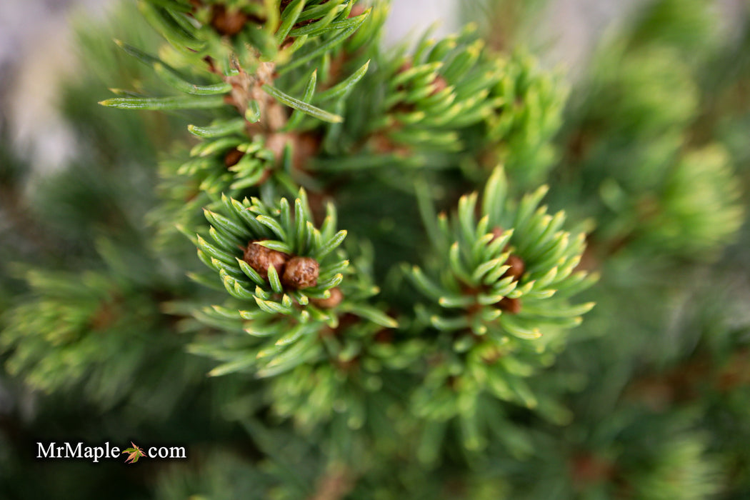 Picea glauca 'Gold Tip' Dwarf Alberta Spruce