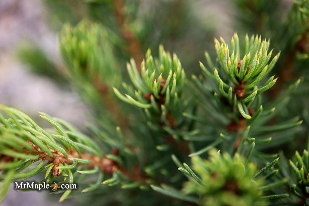 Picea glauca 'Gold Tip' Dwarf Alberta Spruce