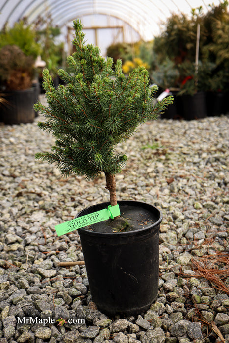 Picea glauca 'Gold Tip' Dwarf Alberta Spruce