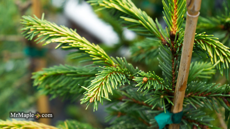Picea pungens ‘Gold Wave Crest' Colorado Spruce