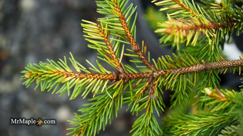 Picea pungens ‘Gold Wave Crest' Colorado Spruce