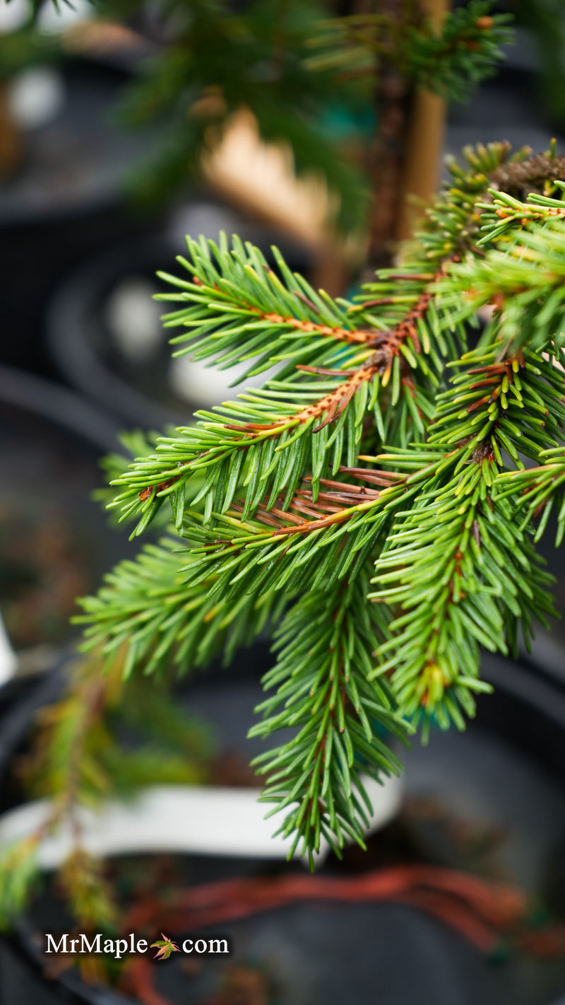 Picea pungens ‘Gold Wave Crest' Colorado Spruce