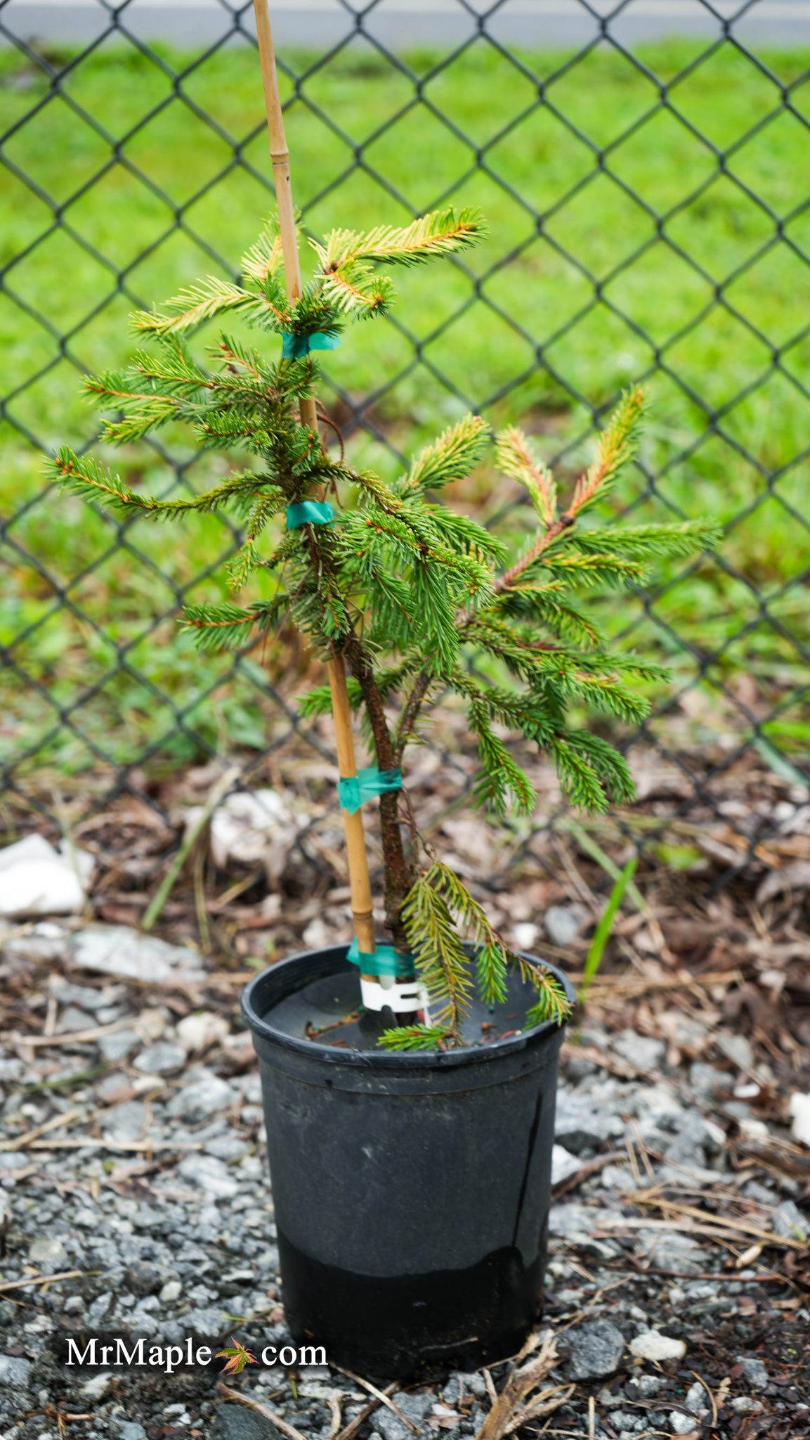 ビジュー Pino Buy Picea pungens 'Gold Wave Crest' Colorado Spruce — Mr Maple