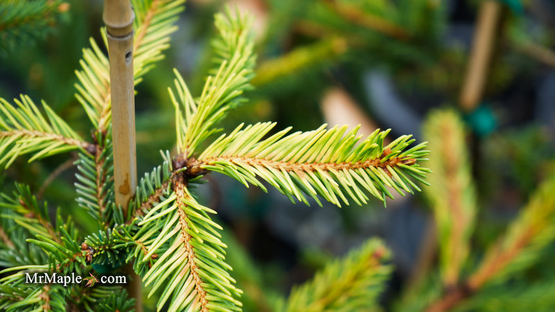 Picea pungens ‘Gold Wave Crest' Colorado Spruce