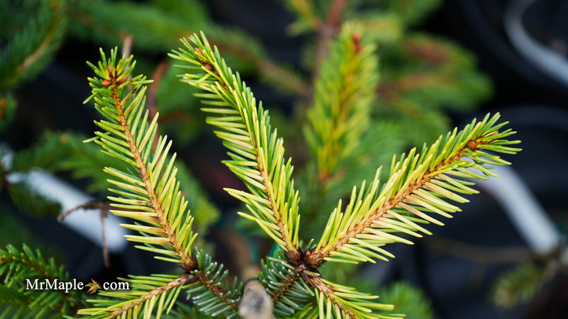 Picea pungens ‘Gold Wave Crest' Colorado Spruce