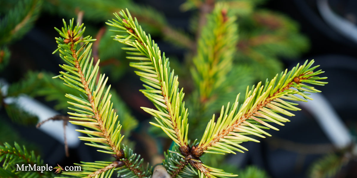 GoldWaveCrest_-08042025-