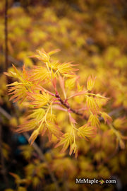 - Acer palmatum 'Golden Falls' Weeping Golden Japanese Maple - Mr Maple │ Buy Japanese Maple Trees