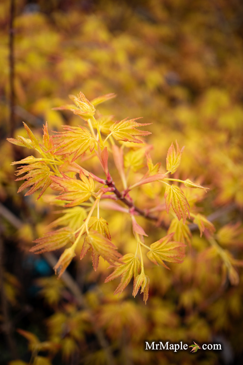 - Acer palmatum 'Golden Falls' Weeping Golden Japanese Maple - Mr Maple │ Buy Japanese Maple Trees