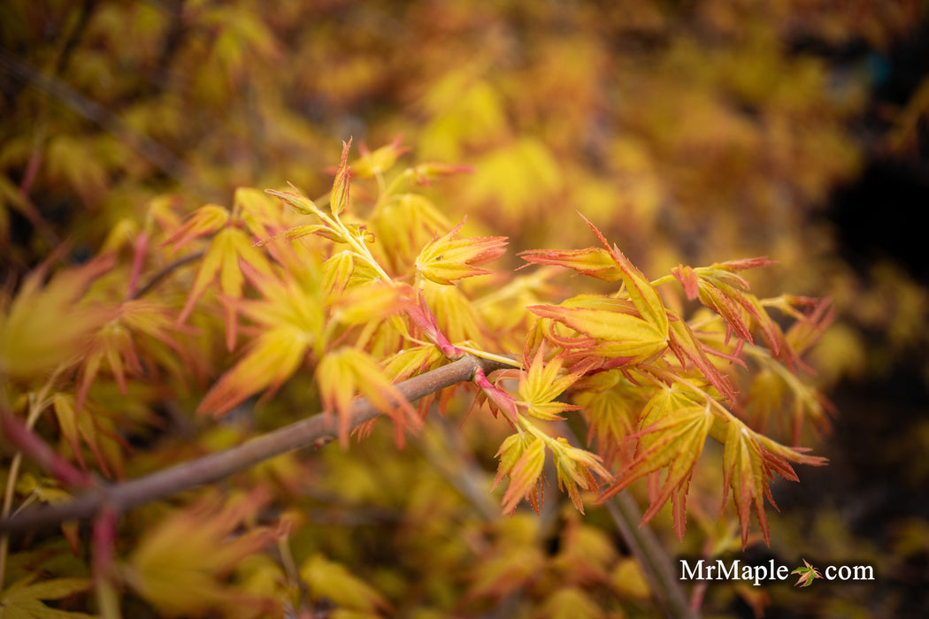 Acer palmatum 'Golden Falls' Weeping Golden Japanese Maple