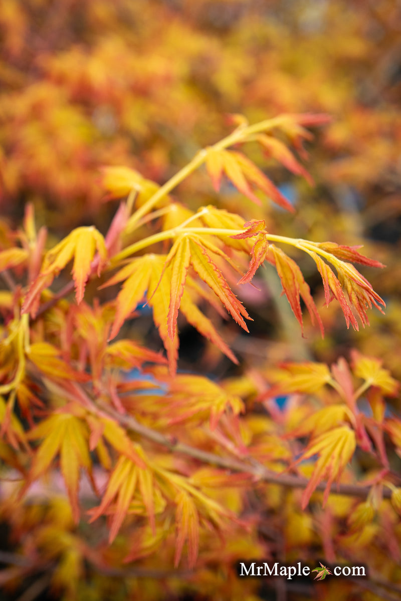 - Acer palmatum 'Golden Falls' Weeping Golden Japanese Maple - Mr Maple │ Buy Japanese Maple Trees