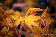 - Acer palmatum 'Golden Falls' Weeping Golden Japanese Maple - Mr Maple │ Buy Japanese Maple Trees