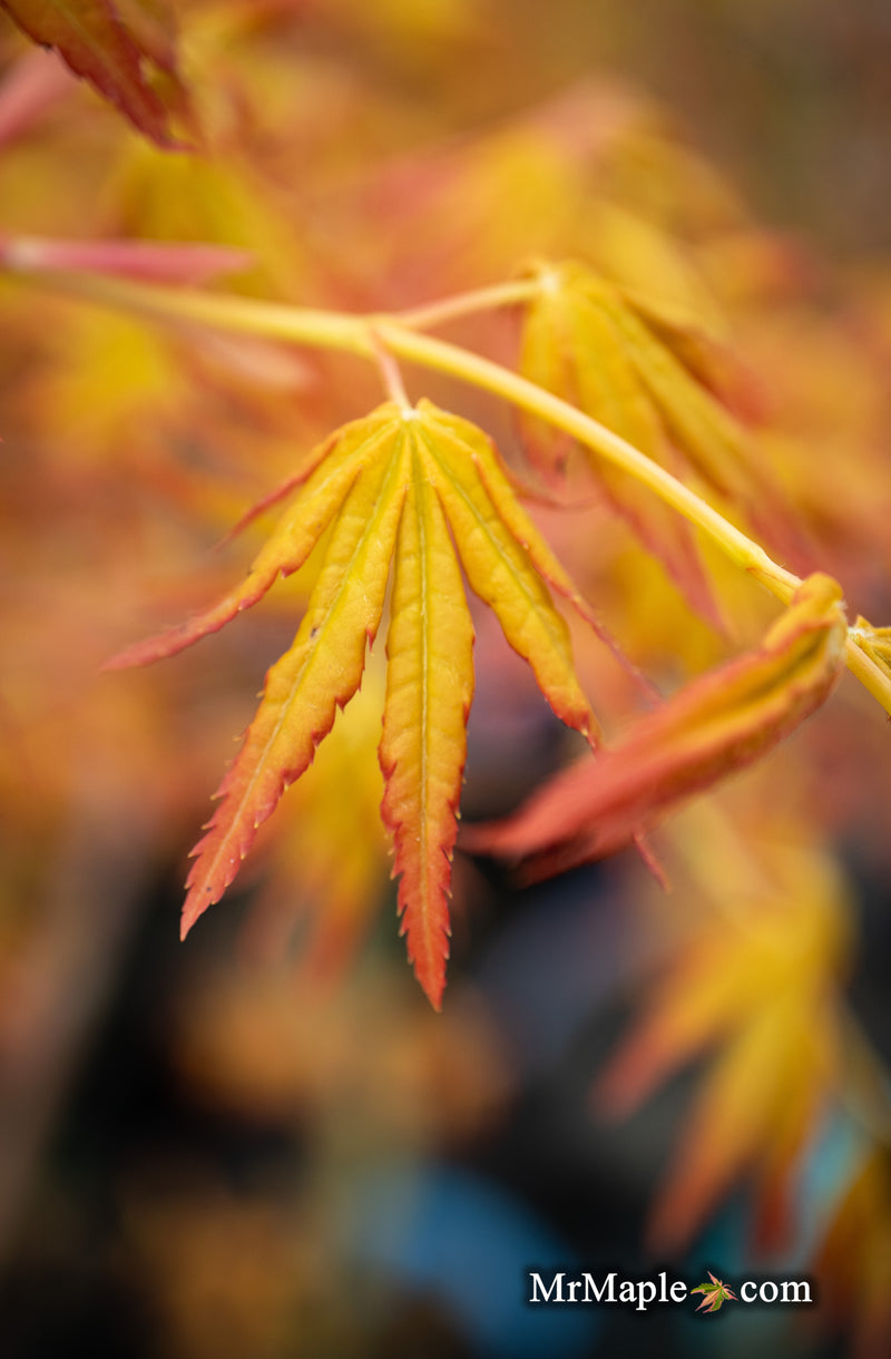 - Acer palmatum 'Golden Falls' Weeping Golden Japanese Maple - Mr Maple │ Buy Japanese Maple Trees