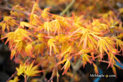- Acer palmatum 'Golden Falls' Weeping Golden Japanese Maple - Mr Maple │ Buy Japanese Maple Trees