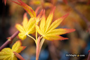 - Acer palmatum 'Golden Falls' Weeping Golden Japanese Maple - Mr Maple │ Buy Japanese Maple Trees