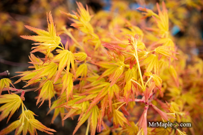- Acer palmatum 'Golden Falls' Weeping Golden Japanese Maple - Mr Maple │ Buy Japanese Maple Trees