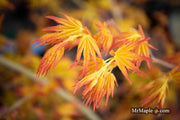 - Acer palmatum 'Golden Falls' Weeping Golden Japanese Maple - Mr Maple │ Buy Japanese Maple Trees