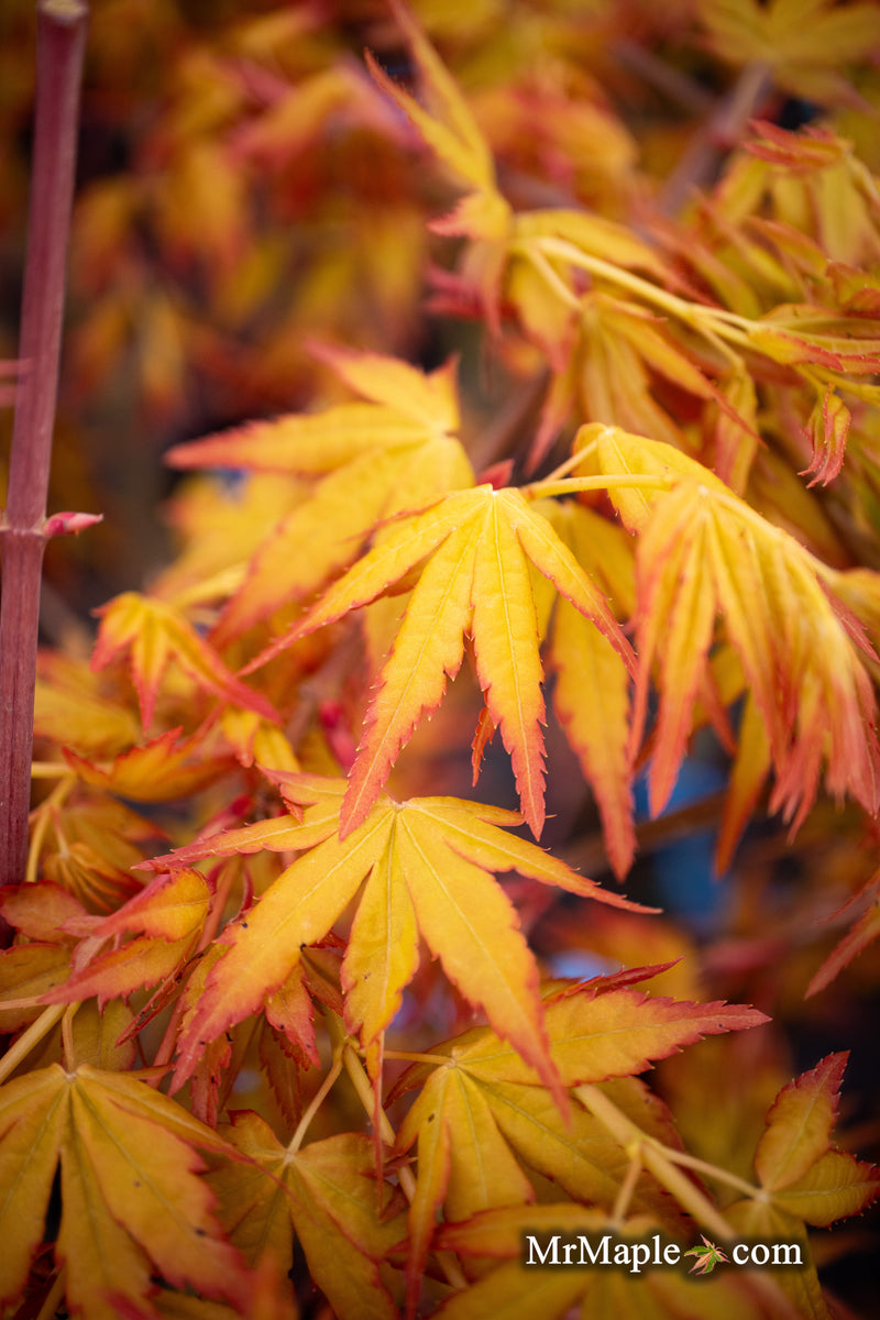 - Acer palmatum 'Golden Falls' Weeping Golden Japanese Maple - Mr Maple │ Buy Japanese Maple Trees