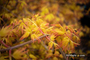 - Acer palmatum 'Golden Falls' Weeping Golden Japanese Maple - Mr Maple │ Buy Japanese Maple Trees