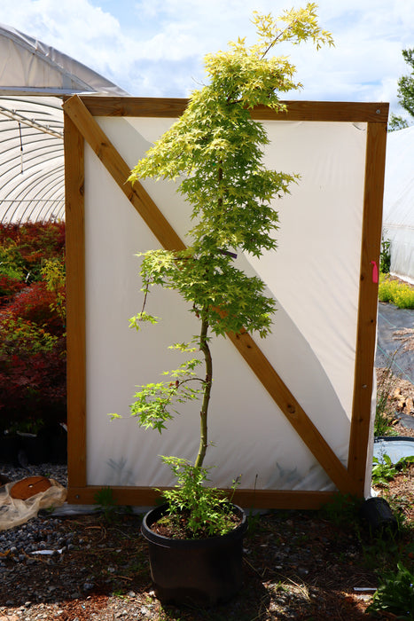 FOR PICK UP ONLY | Acer palmatum 'Golden Falls' Weeping Golden Japanese Maple | DOES NOT SHIP
