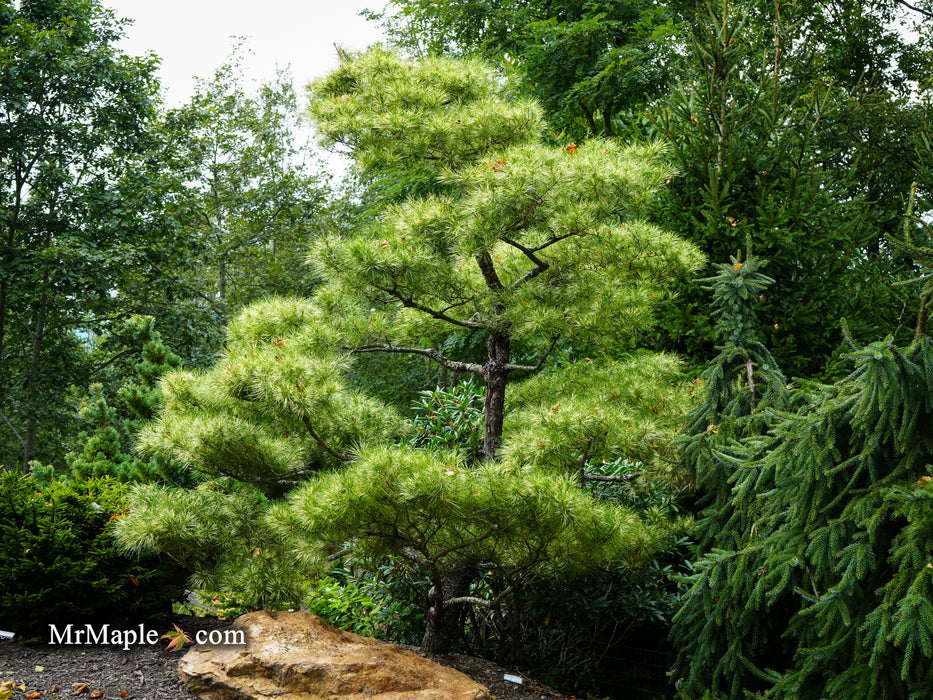 Pinus densiflora 'Golden Ghost' Variegated Japanese Red Pine Tree