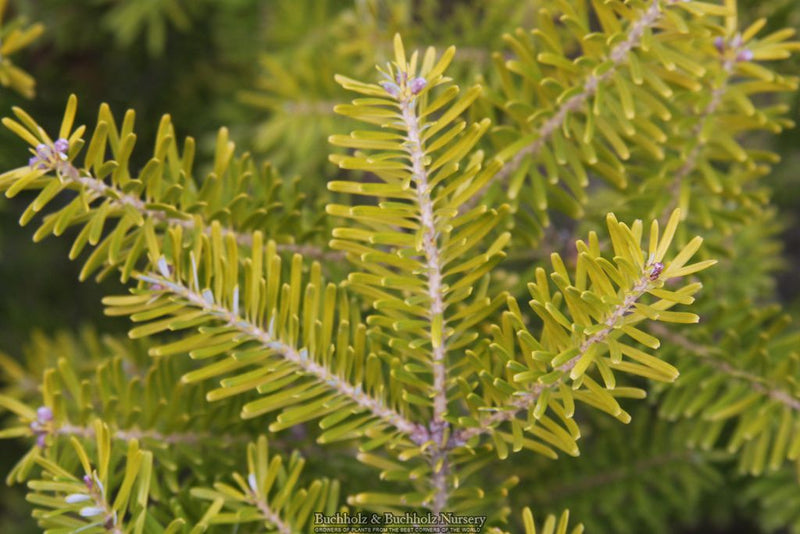 Abies Koreana 'Golden Glow' Korean Fir