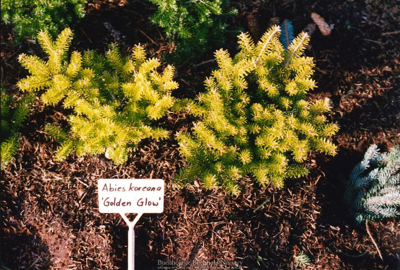 Abies Koreana 'Golden Glow' Korean Fir