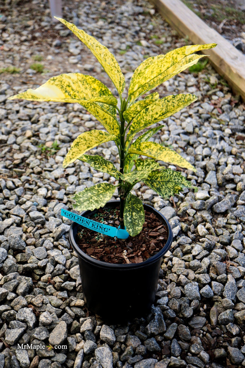 Aucuba japonica ‘Golden King’ Japanese Laurel