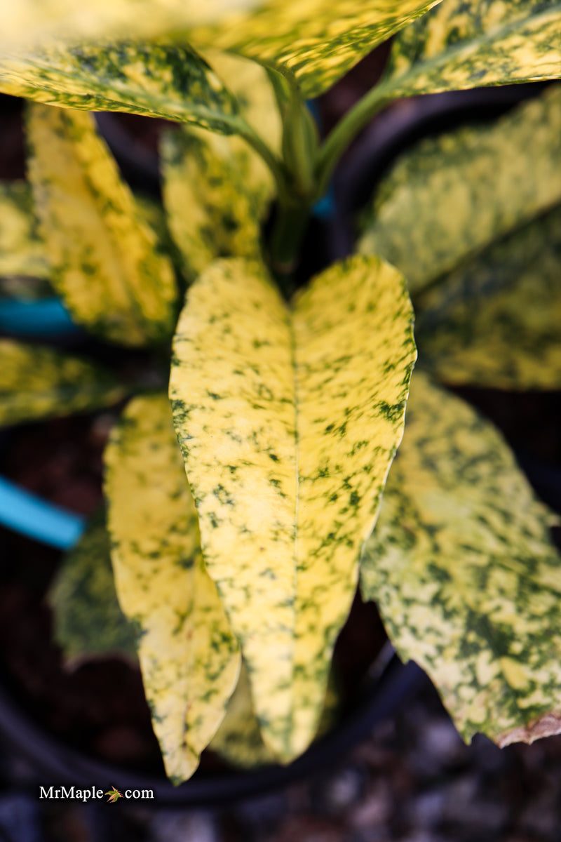 Aucuba japonica ‘Golden King’ Japanese Laurel