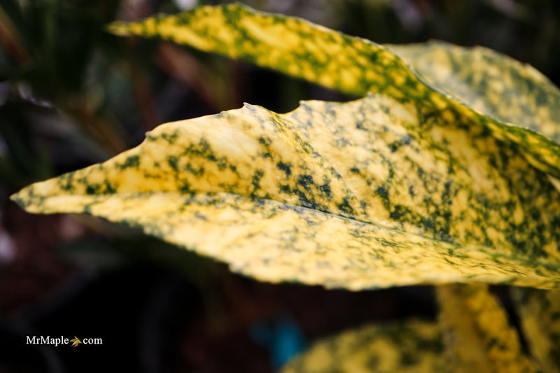 Aucuba japonica ‘Golden King’ Japanese Laurel