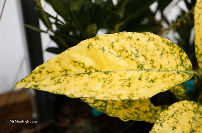 Aucuba japonica ‘Golden King’ Japanese Laurel