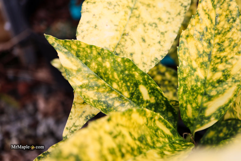 Aucuba japonica ‘Golden King’ Japanese Laurel