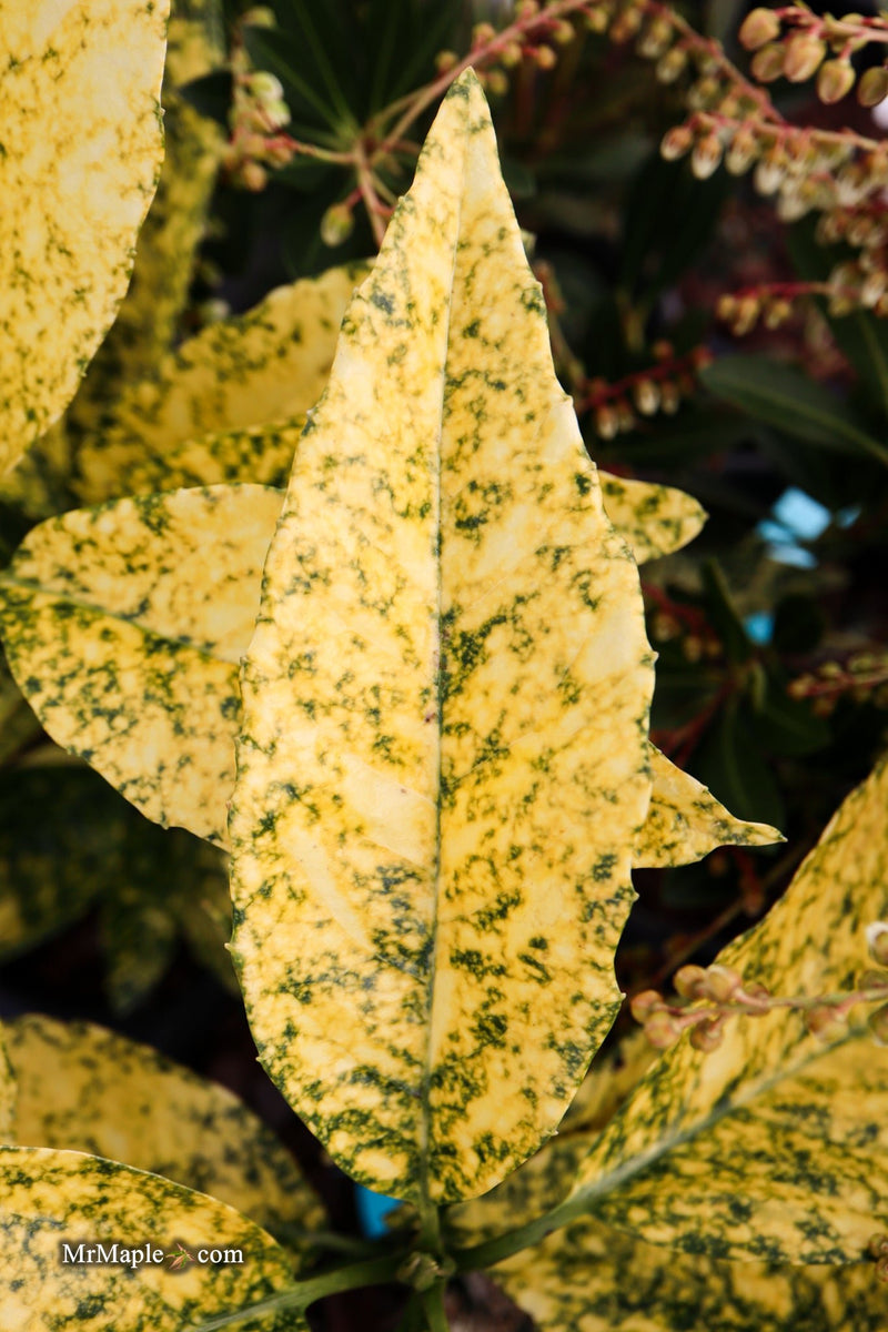 Aucuba japonica ‘Golden King’ Japanese Laurel