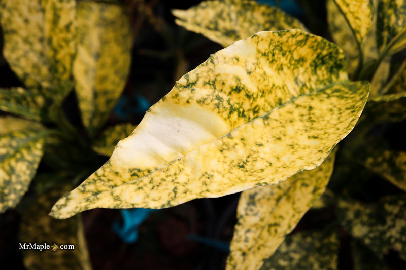 Aucuba japonica ‘Golden King’ Japanese Laurel