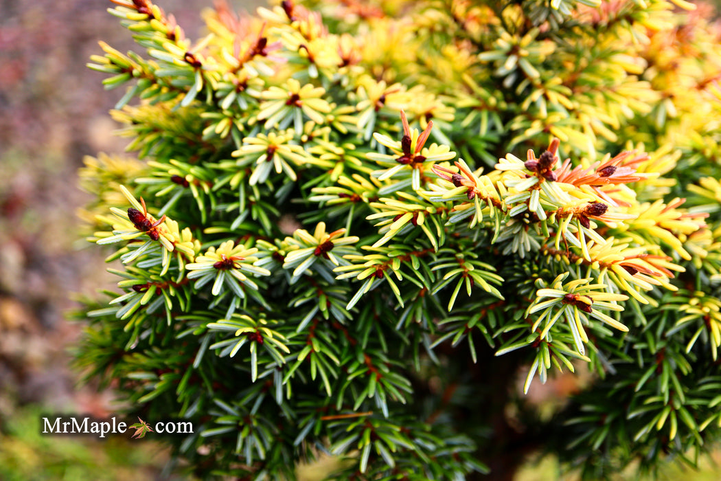 Picea omorika 'Golden Midget' Serbian Spruce