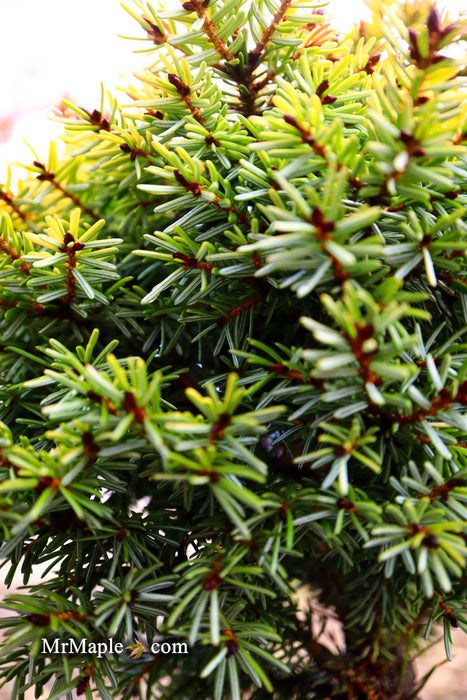 Picea omorika 'Golden Midget' Serbian Spruce
