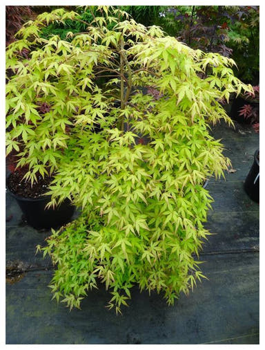 - FOR PICK UP ONLY | Acer palmatum 'Golden Falls' Weeping Golden Japanese Maple | DOES NOT SHIP - Mr Maple │ Buy Japanese Maple Trees