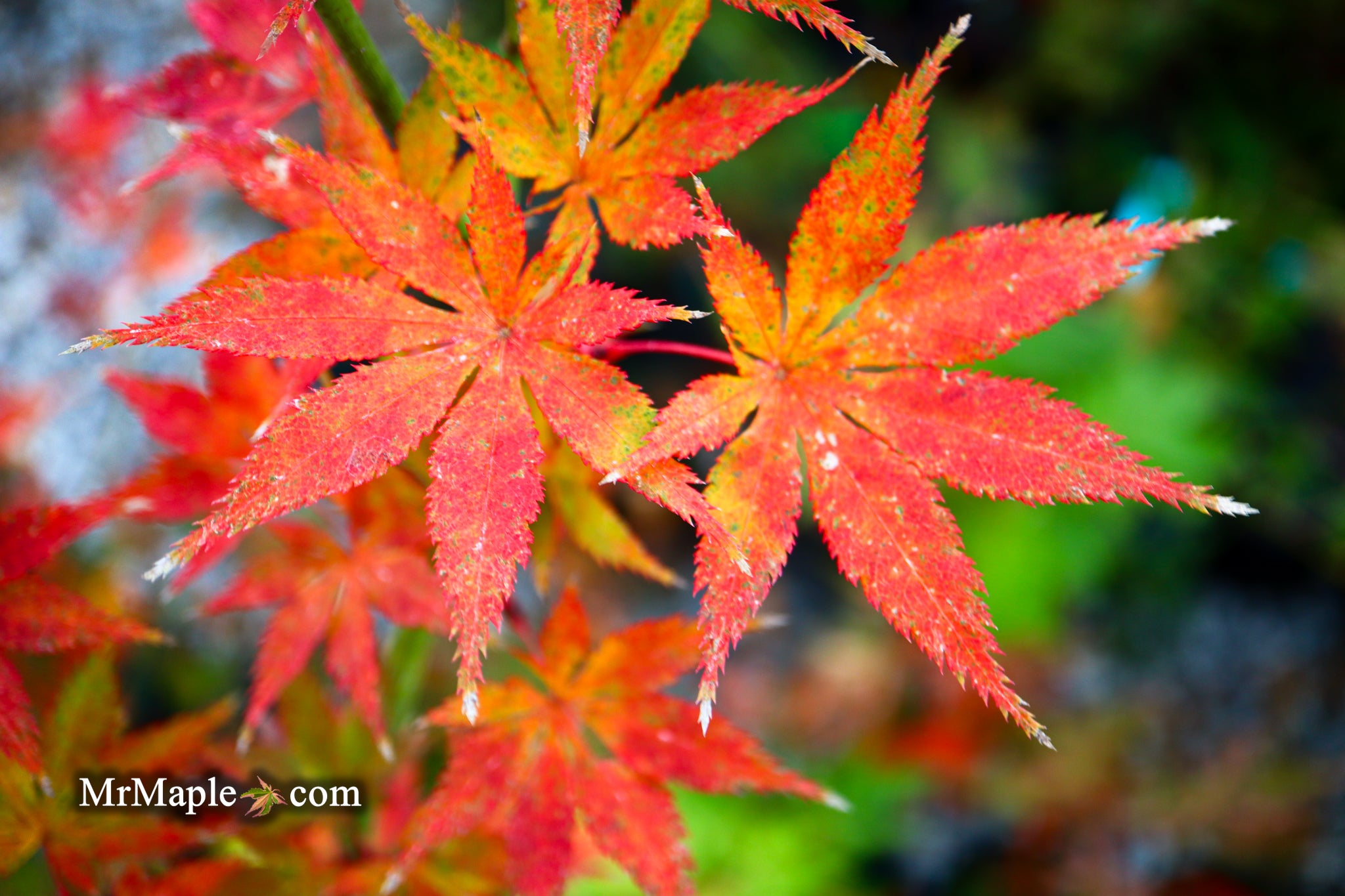 Gen Tri Maple Mr Maple Ghost Tree | Acer Palmatum Baby Ghost โ DXKDD