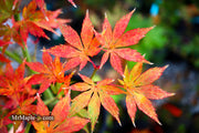 - Acer palmatum 'Grandma Ghost' Japanese Maple - Mr Maple │ Buy Japanese Maple Trees