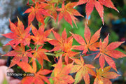 - Acer palmatum 'Grandma Ghost' Japanese Maple - Mr Maple │ Buy Japanese Maple Trees